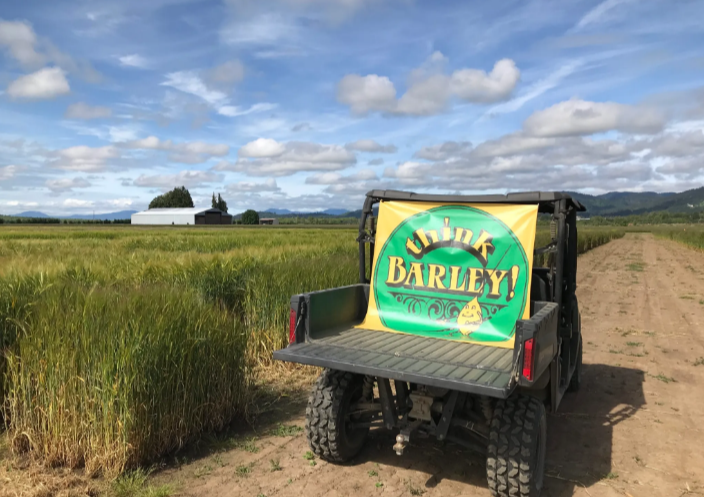 Seed available for three new winter barley lines from Oregon State University 
